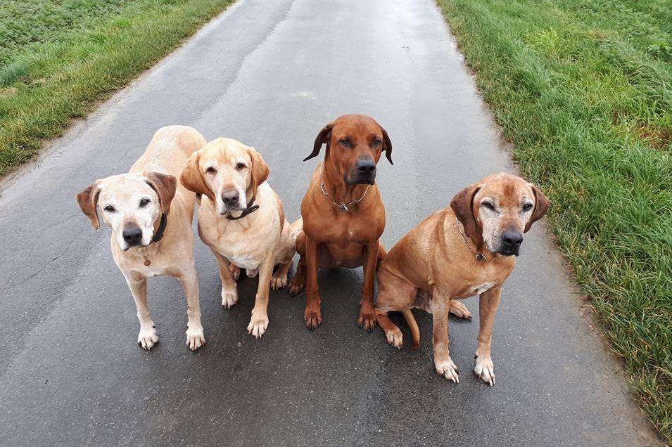 Vier brave Hunde warten darauf, die Nasenkiste, ein innovatives Intelligenzspielzeug für Hunde, bespielen zu dürfen.